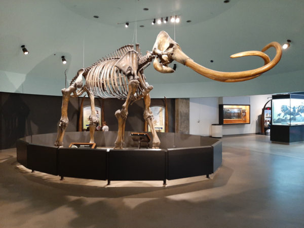 Columbian mammoth (larger than the wooly mammoth and not shaggy).