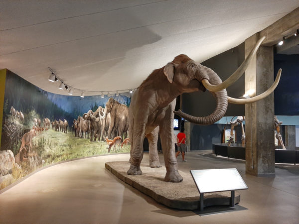 Reconstruction of Columbian mammoth